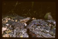Polyporus brumalis image