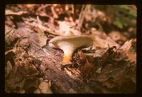 Polyporus craterellus image