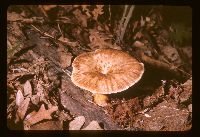 Polyporus craterellus image