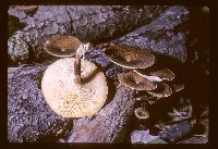 Polyporus arcularius image