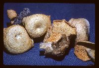 Polyporus arcularius image