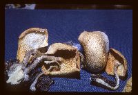 Polyporus arcularius image