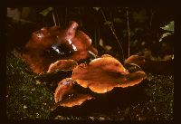 Picipes badius image