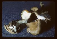 Picipes badius image