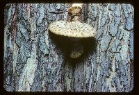 Cerioporus squamosus image