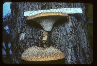 Cerioporus squamosus image