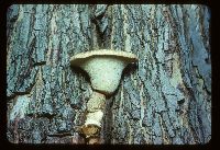 Cerioporus squamosus image