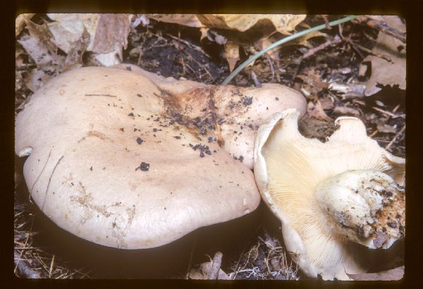 Pycnoporus cinnabarinus image