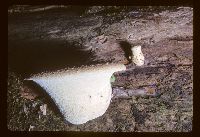 Cerioporus squamosus image