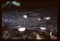 Postia caesia image