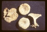 Rhodocybe popinalis image