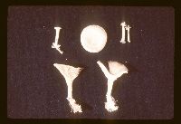 Rhodocybe popinalis image