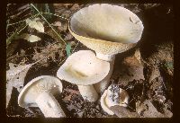 Lactarius piperatus image