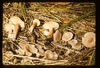 Lactarius glyciosmus image