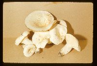 Lactarius piperatus image