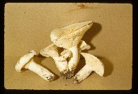 Lactarius piperatus image