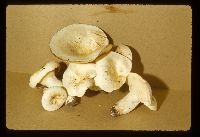 Lactarius piperatus image