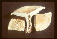 Lactarius argillaceifolius image
