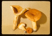 Lactarius volemus image