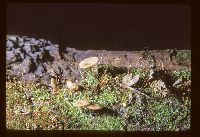 Arrhenia epichysium image