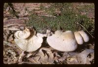 Lentinellus vulpinus image