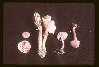 Laccaria amethystina image