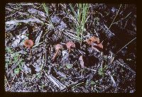 Laccaria laccata image