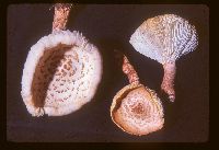 Neolentinus lepideus image