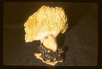 Neolentinus lepideus image