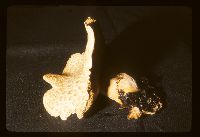 Neolentinus lepideus image