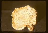 Neolentinus lepideus image