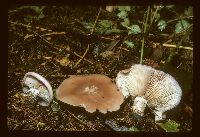 Lepista nuda image