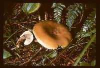 Lepista flaccida image