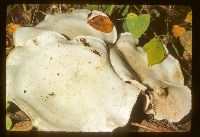 Lepista subconnexa image