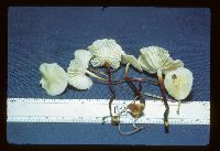 Marasmius delectans image