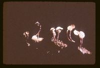 Marasmius cohaerens image