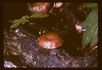 Gymnopus foetidus image