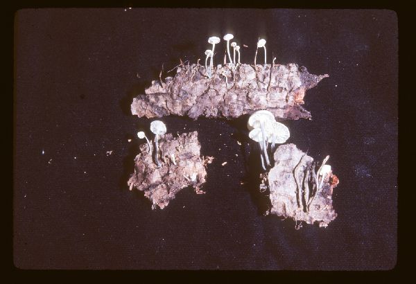 Tetrapyrgos nigripes image