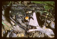 Rhizomarasmius pyrrhocephalus image