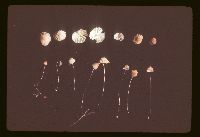 Marasmius siccus image