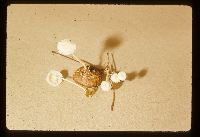 Resinomycena rhododendri image