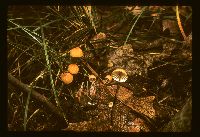 Marasmius siccus image