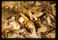 Marasmius siccus image