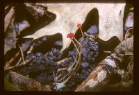 Mycena acicula image