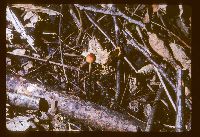 Mycena acicula image