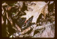 Mycena acicula image