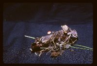 Mycena acicula image