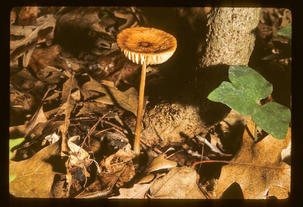 Xerula megalospora image