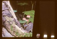 Mycena sanguinolenta image