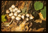 Image of Mycena inclinata